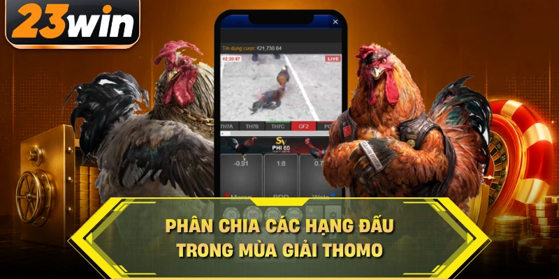Phân chia các hạng đấu trong mùa giải Thomo